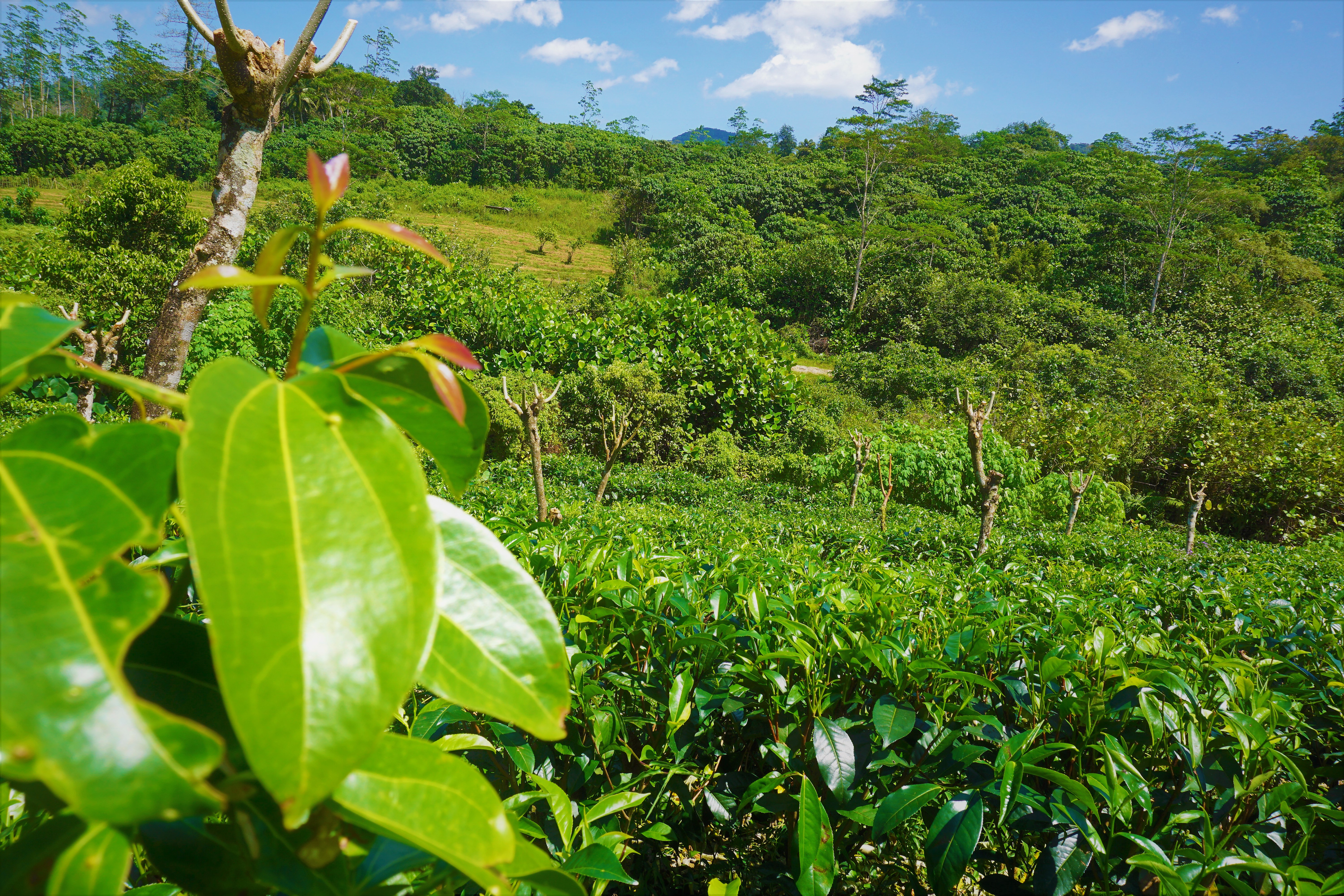 Tea Factory 3